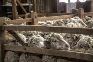 sheep in a barn